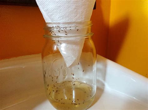 How to trap fruit flies - Aug 28, 2023 · Step 1: Add about an inch of apple cider vinegar to the bottom of a glass jar. Step 2: Heat the jar in the microwave for 45 seconds. Step 3: Cover the top of the jar with plastic wrap. Step 4: Use the fork to poke a few small holes in the plastic wrap. Step 5: Place the mixture near a fruit fly hotspot. 